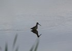 Long-billed Dowitcher (59)