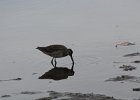 Long-billed Dowitcher (6)