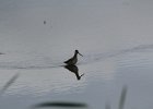Long-billed Dowitcher (61)