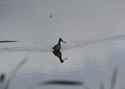 Long-billed Dowitcher (62)