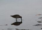 Long-billed Dowitcher (7)