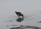 Long-billed Dowitcher (8)