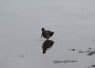 Long-billed Dowitcher (9)