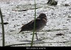 031 - 342 Wilson's Snipe