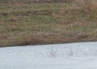 Wilson's Snipe (38)