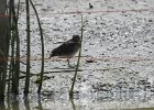 Wilson's Snipe (47)