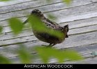 031 - 346 American Woodcock