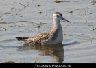 031 - 347 Wilson's Phalarope