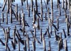 Wilson's Phalarope (33)