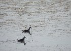 Wilson's Phalarope (41)