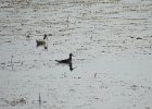 Wilson's Phalarope (42)