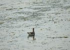 Wilson's Phalarope (46)