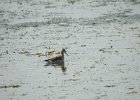 Wilson's Phalarope (47)