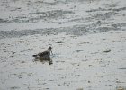 Wilson's Phalarope (49)