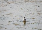 Wilson's Phalarope (50)