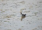 Wilson's Phalarope (51)