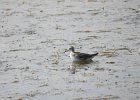 Wilson's Phalarope (52)