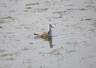 Wilson's Phalarope (53)