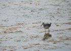 Wilson's Phalarope (54)