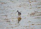 Wilson's Phalarope (55)