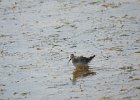 Wilson's Phalarope (56)