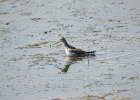 Wilson's Phalarope (57)