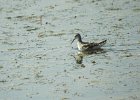 Wilson's Phalarope (58)