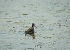 Wilson's Phalarope (59)