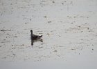 Wilson's Phalarope (60)