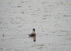 Wilson's Phalarope (62)