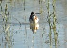 Wilson's Phalarope (63)
