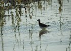 Wilson's Phalarope (65)