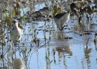 Wilson's Phalarope (77)