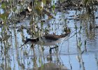 Wilson's Phalarope (78)