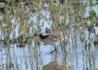 Wilson's Phalarope (79)