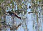 Wilson's Phalarope (80)