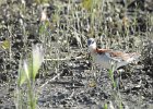 Wilson's Phalarope (81)