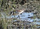 Wilson's Phalarope (83)