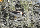 Wilson's Phalarope (86)