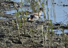 Wilson's Phalarope (88)