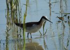 Wilson's Phalarope (91)