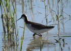 Wilson's Phalarope (92)