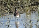 Wilson's Phalarope (93)