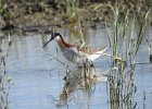 Wilson's Phalarope (94)
