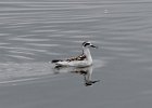 101Red-necked Phalarope