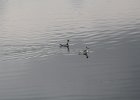 Red-necked Phalarope (12)