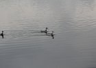 Red-necked Phalarope (13)