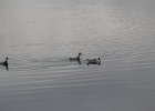 Red-necked Phalarope (14)