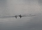 Red-necked Phalarope (15)