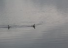 Red-necked Phalarope (16)